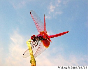 29-IMG_0021