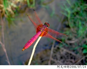 28-IMG_0002