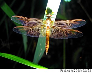 20-IMG_0020
