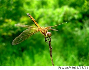 24-IMG_0070
