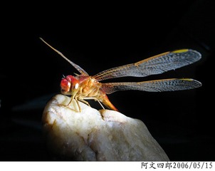 26-IMG_0082