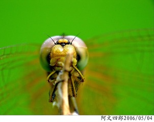 24-IMG_0110