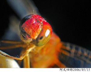 26-IMG_0111