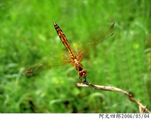 24-IMG_0054