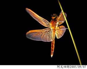 21-IMG_0088