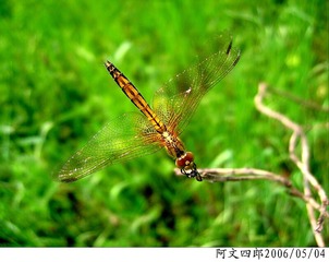 24-IMG_0081