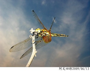 30-IMG_1070