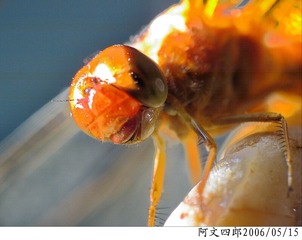 26-IMG_0067