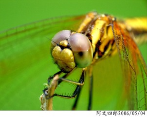 24-IMG_0095