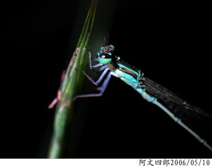 25-IMG_0043