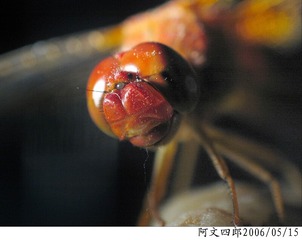 26-IMG_0074