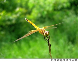24-IMG_0074