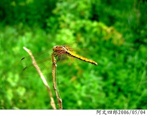 24-IMG_0031