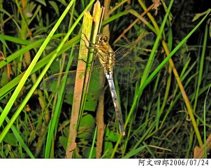 28-IMG_0040