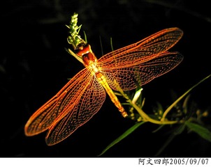 21-IMG_0111