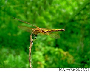 24-IMG_0029