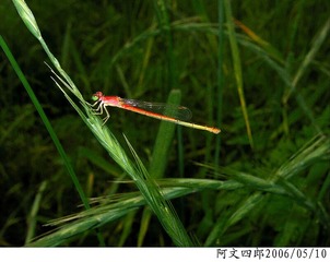 25-IMG_0018