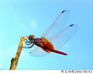 29-IMG_0008