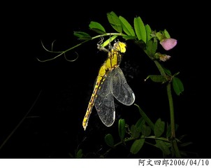 22-IMG_0075