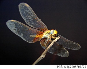 20-IMG_0006