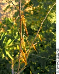 28-IMG_0068