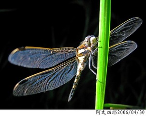 23-IMG_0040