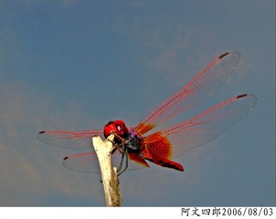 29-IMG_0025