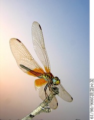 27-IMG_0014