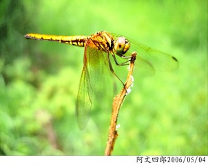 24-IMG_0048