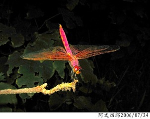 28-IMG_0015