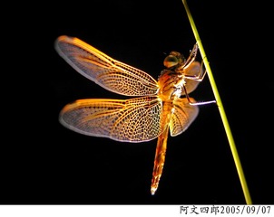 21-IMG_0082