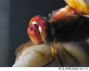 26-IMG_0070