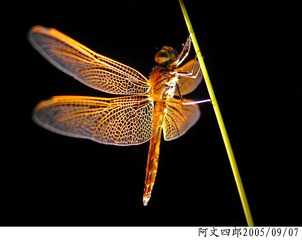 21-IMG_0080
