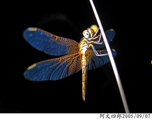 21-IMG_0061