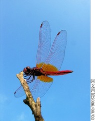 29-IMG_0006