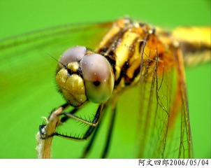 24-IMG_0101
