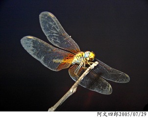 20-IMG_0007