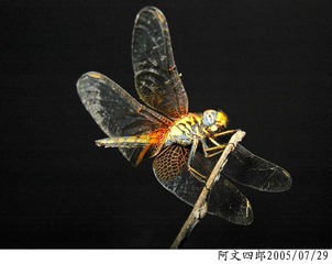 20-IMG_0004