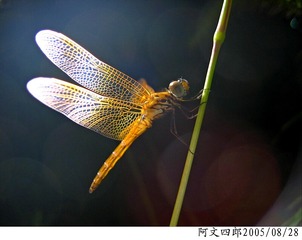 20-IMG_0032