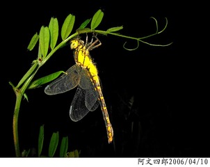22-IMG_0064