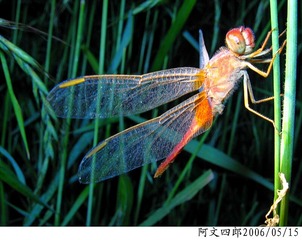 26-IMG_0034