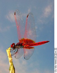 29-IMG_0020