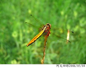 24-IMG_0018