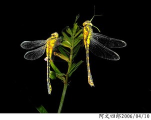 22-IMG_0040