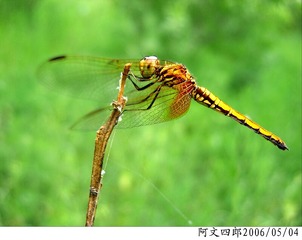 24-IMG_0015