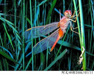 26-IMG_0035