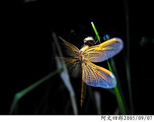 21-IMG_0051