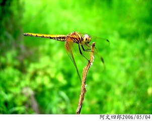 24-IMG_0045
