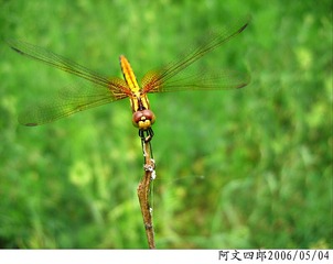 23-IMG_0003