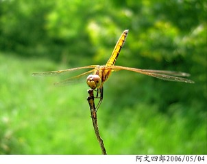 24-IMG_0059